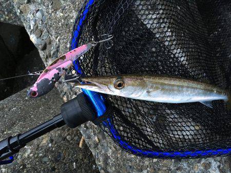 カマスとヒラメ